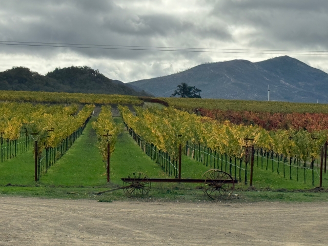Fall full vineyard view.